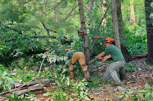 Professional Tree Service in Byron, GA